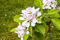 Apple blossom on a dwarf tree that stands on 4 ft high Royalty Free Stock Photo