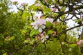 Apple blossom on a dwarf tree that stands on 4 ft high Royalty Free Stock Photo