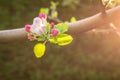 Apple blossom during the early spring season in Kashmir Royalty Free Stock Photo