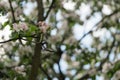 apple blossom in early summer closeup flowers