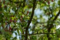 apple blossom in early summer closeup flowers