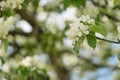 apple blossom in early summer closeup flowers