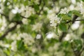 apple blossom in early summer closeup flowers