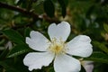 Opened apple blossom with yellow pestle and stamens in spring