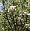 Apple Blossom, Flower, Fruit Tree, Outside