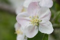 Apple blossom flower Royalty Free Stock Photo
