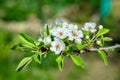 Apple blossom. Flowering branch of the Apple tree, blooming white Apple. Flowers close up. Royalty Free Stock Photo