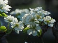 Apple Blossom Flowers