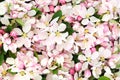 Apple Blossom Flowers in Spring Background Royalty Free Stock Photo