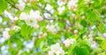 Apple blossom flowers, spring background Royalty Free Stock Photo