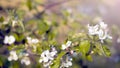 Apple blossom flowers in spring, blooming on young tree branch. Spring blossom background. Large branch with white apple tree Royalty Free Stock Photo