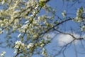 Apple blossom flowers in spring, blooming on young tree branch, isolated over blurred blue clear sky Royalty Free Stock Photo