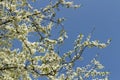 Apple blossom flowers in spring, blooming on young tree branch, isolated over blurred blue clear sky Royalty Free Stock Photo