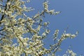 Apple blossom flowers in spring, blooming on young tree branch, isolated over blurred blue clear sky Royalty Free Stock Photo