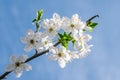 Apple blossom flowers in spring, blooming on young tree branch after the last snowfall in April, isolated over blurred blue clear Royalty Free Stock Photo