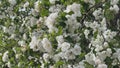 Apple blossom flowers on a tree in spring.