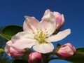 Apple Blossom Full