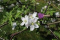 Apple blossom in the garden Royalty Free Stock Photo