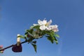 Apple blossom in the garden Royalty Free Stock Photo