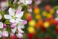 Apple blossom in the garden, spring concept. White and pink flowers on the tree, on the background of bright red and yellow tulips Royalty Free Stock Photo