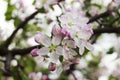 Apple blossom in the garden, white and pink flowers on the tree, background. Spring concept Royalty Free Stock Photo