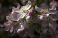 Apple blossom in the garden, white and pink flowers on the tree, background. Spring concept Royalty Free Stock Photo