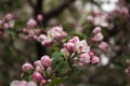 Apple blossom in the garden, white and pink flowers on the tree, background. Spring concept Royalty Free Stock Photo