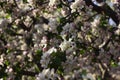 Apple blossom in the garden, white and pink flowers on the tree, background. Spring concept Royalty Free Stock Photo