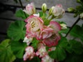 Apple blossom geranium