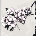 Apple Blossom On Grunge Background