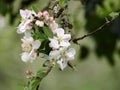 Apple blossom heaven