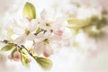 Apple blossom High key