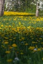 apple blossom meadow with blue sky yellow flowers on green field Royalty Free Stock Photo