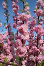 Apple blossom pink flowers Royalty Free Stock Photo