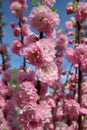 Apple blossom pink flowers Royalty Free Stock Photo