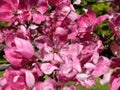 Flowers pink apple blossom red  white petal  flowering tree branch against a blue sky big   banner Royalty Free Stock Photo