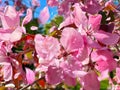 Flowers pink apple blossom red  white petal  flowering tree branch against a blue sky big   banner Royalty Free Stock Photo