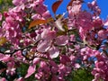 Flowers pink apple blossom red  white petal  flowering tree branch against a blue sky big   banner Royalty Free Stock Photo