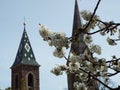 Apple blossom in South Tyrol Royalty Free Stock Photo