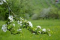 Apple blossom on spring