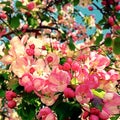 Apple blossom in spring