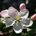 Apple blossom Royalty Free Stock Photo