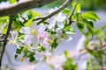 Apple blossom spring flowers Royalty Free Stock Photo