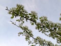 Apple blossom. Spring flowers of an apple tree. Floral background Royalty Free Stock Photo