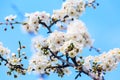 Apple blossom spring flowers Royalty Free Stock Photo