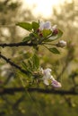 Apple blossom