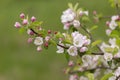 Apple blossom in the spring garden. Beautiful blooming apple tree branch at spring garden. Macro close-up shot. Royalty Free Stock Photo