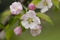 Apple blossom in the spring garden. Beautiful blooming apple tree branch at spring garden. Macro close-up shot. Royalty Free Stock Photo