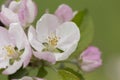 Apple blossom in the spring garden. Beautiful blooming apple tree branch at spring garden. Macro close-up shot. Royalty Free Stock Photo