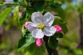 Apple blossom. Spring garden. Apple blossom close-up.